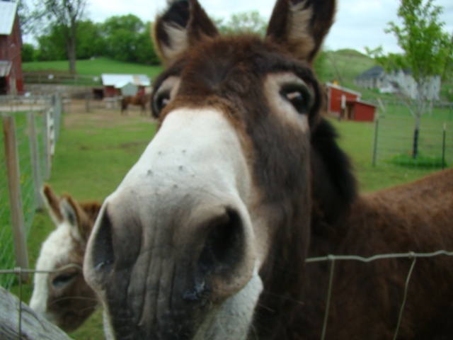 Animal Spotlight – Frosty