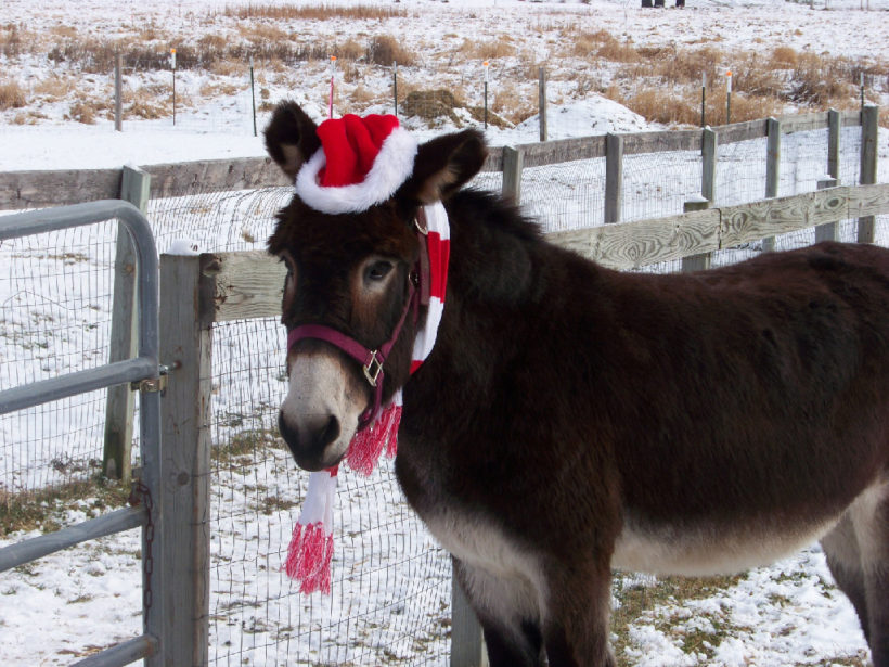 Merry Christmas from Clearwater Farm!