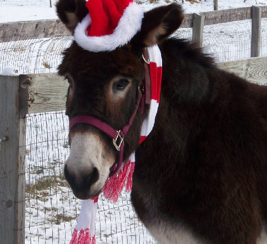 Merry Christmas from Clearwater Farm!