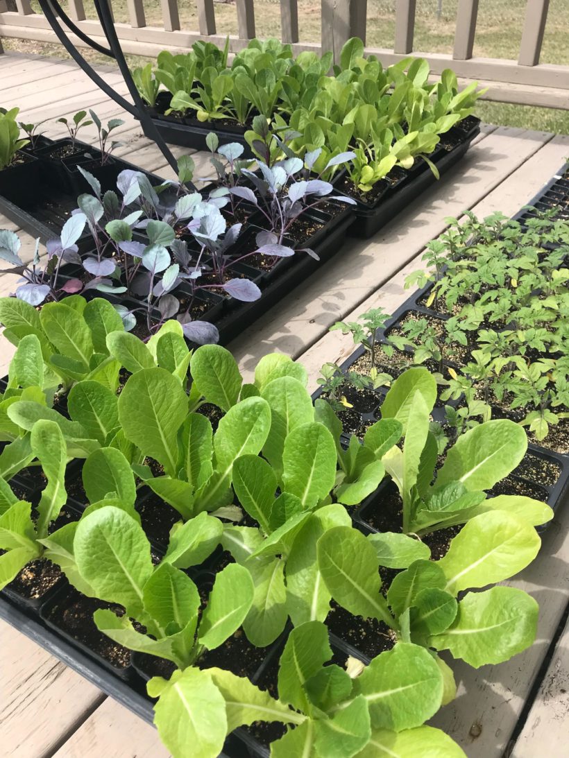Plant Sale To Support Community Garden