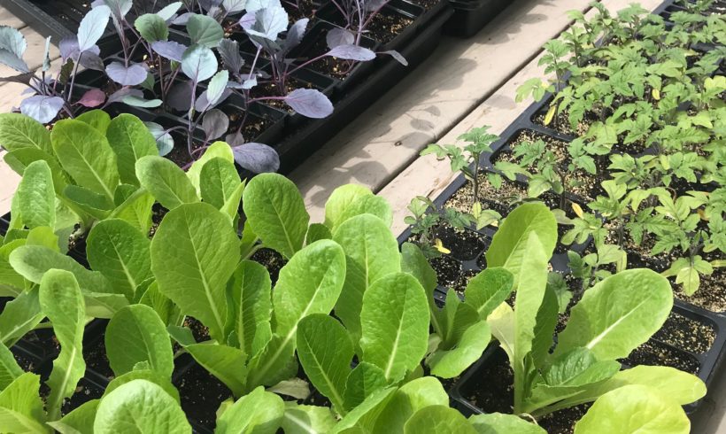 Plant Sale To Support Community Garden