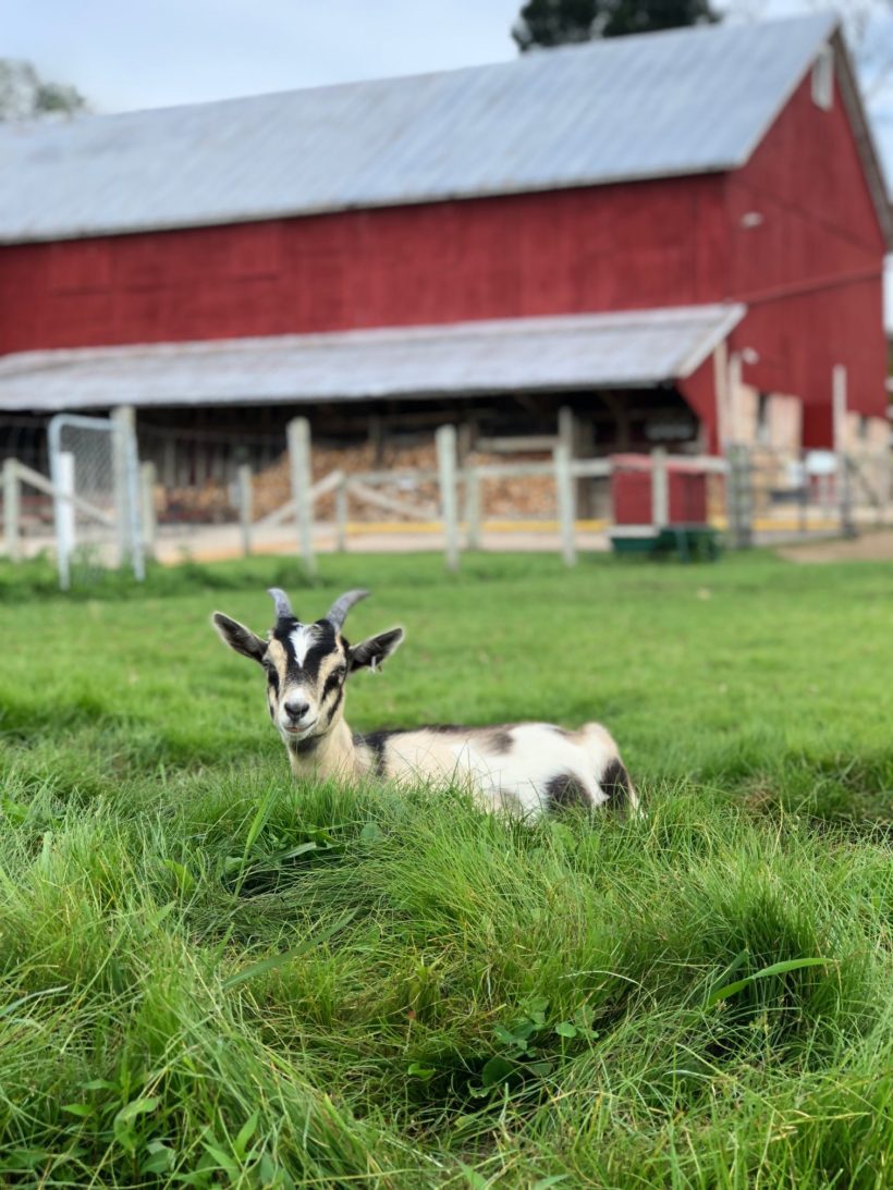 Hank the Little Alpine Goat