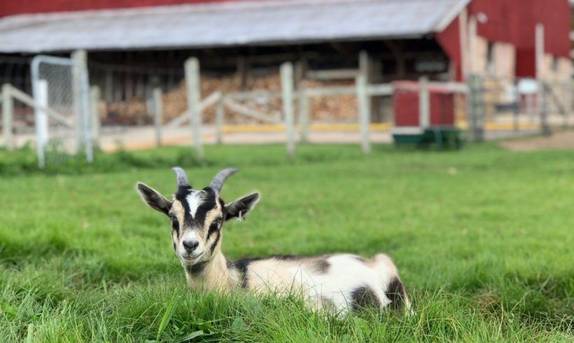 Hank the Little Alpine Goat