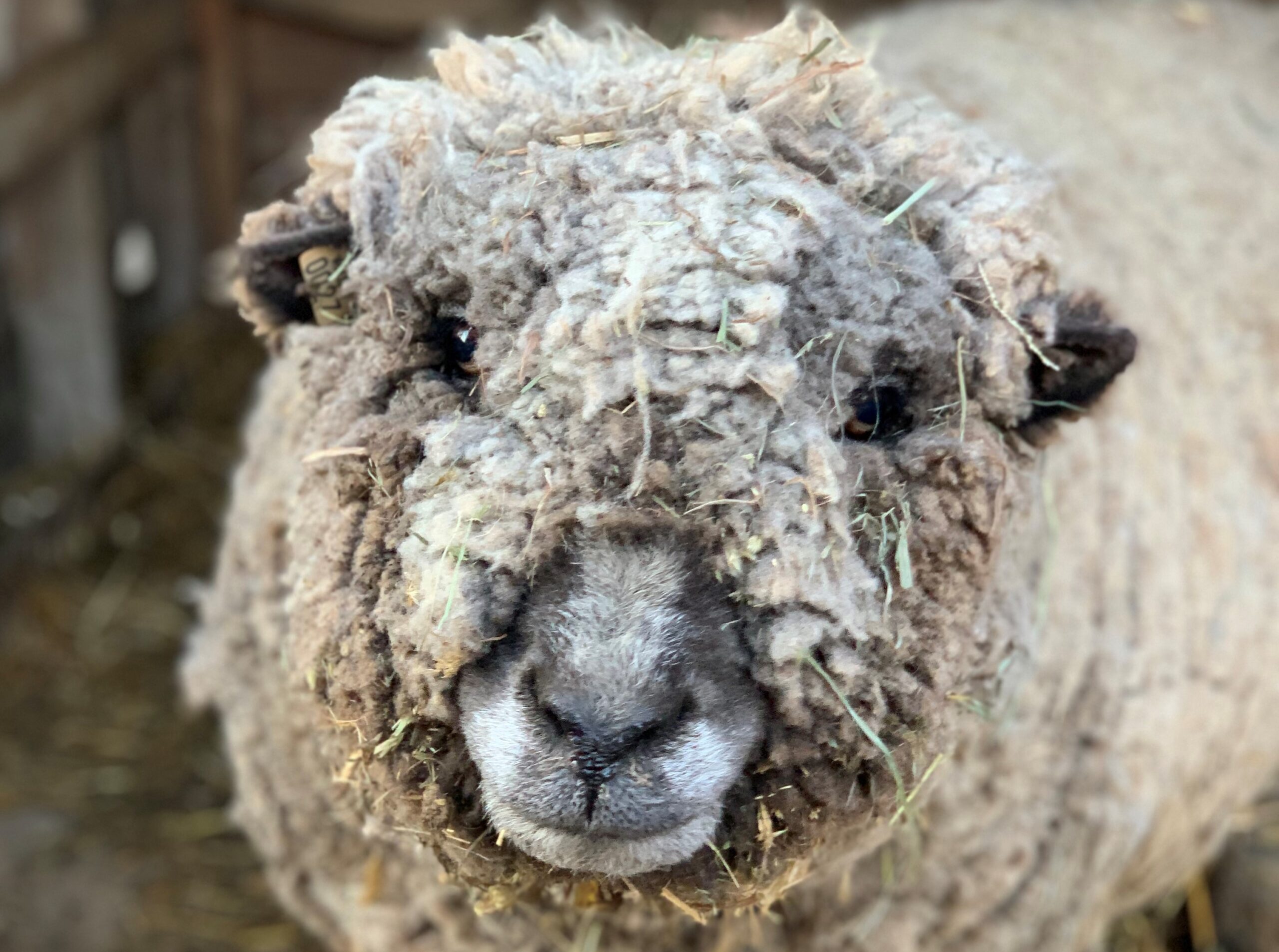 Meet Romeo the Babydoll Sheep!