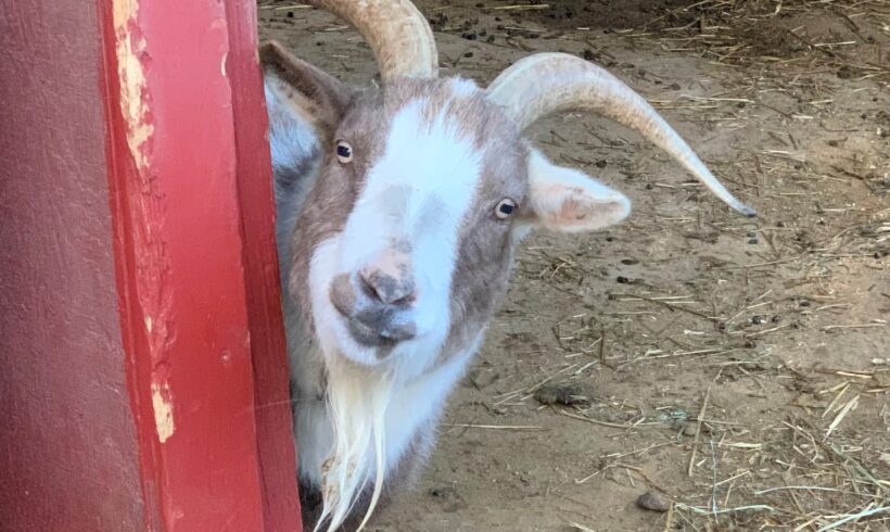 Meet Joey the Pygmy Goat!