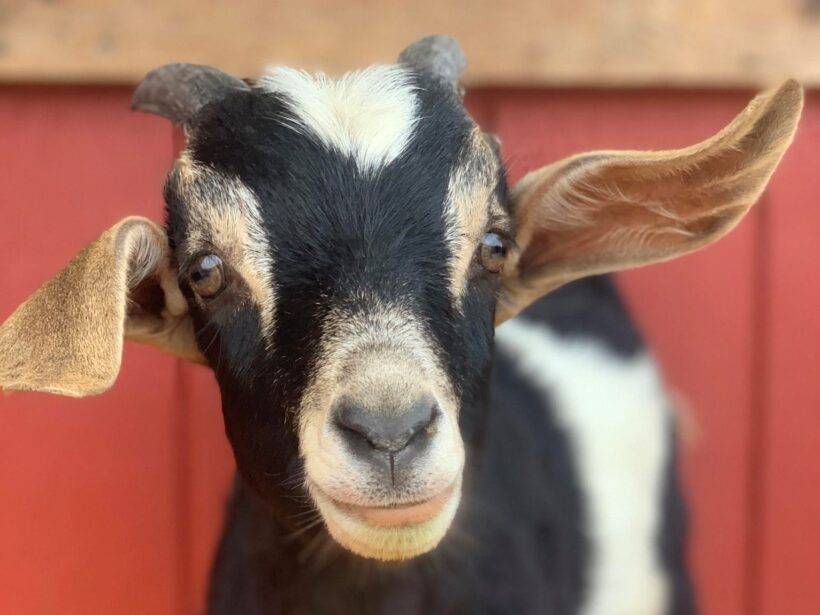 Meet Oliver the Goat!